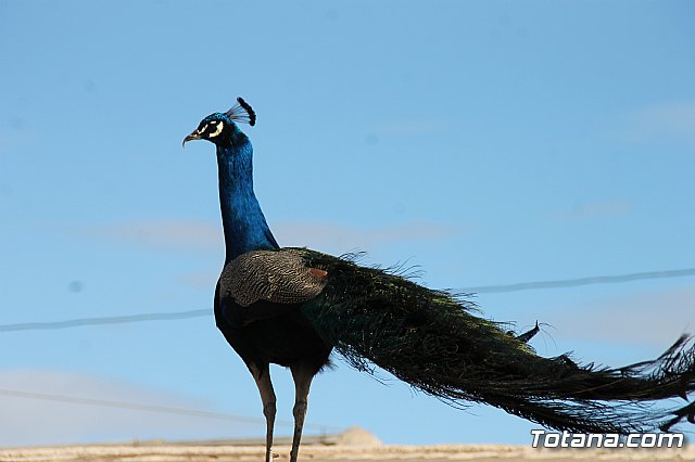 Romera rociera Lbor 2018 - 13
