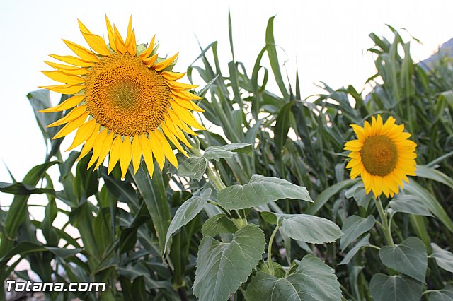 Procesin Lbor 2015 - 87