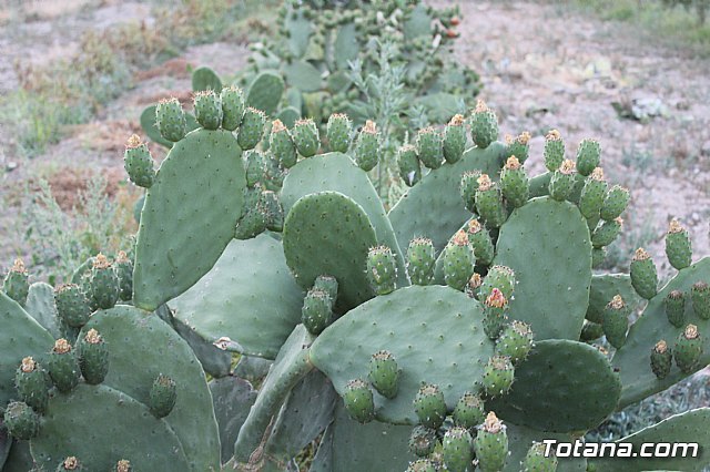 Procesin Lbor 2018 - 100