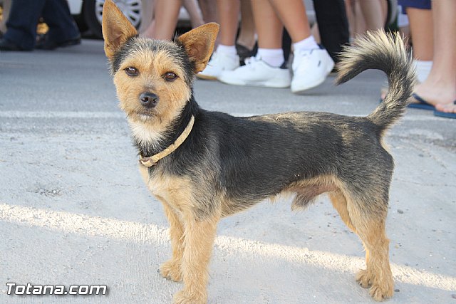 Procesin en honor a San Pedro - Fiestas de Lbor - 2012 - 90