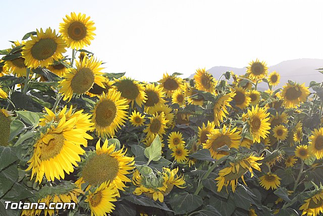 Procesin en honor a San Pedro - Fiestas de Lbor - 2012 - 117