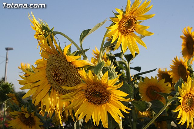 Procesin en honor a San Pedro - Fiestas de Lbor - 2012 - 118