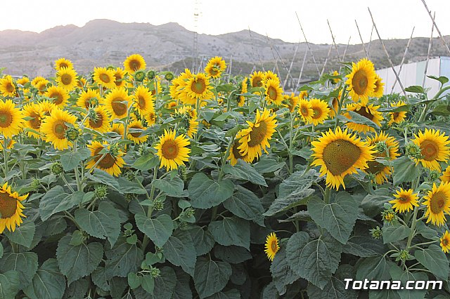 Procesin de Lbor 2013 - 128