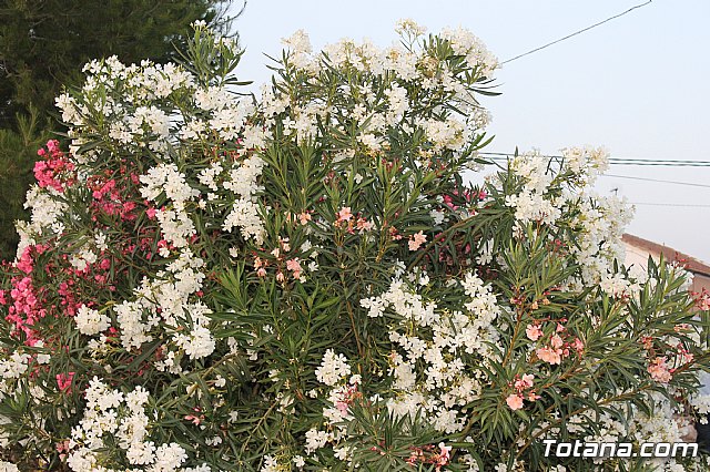 Procesin de Lbor 2013 - 129