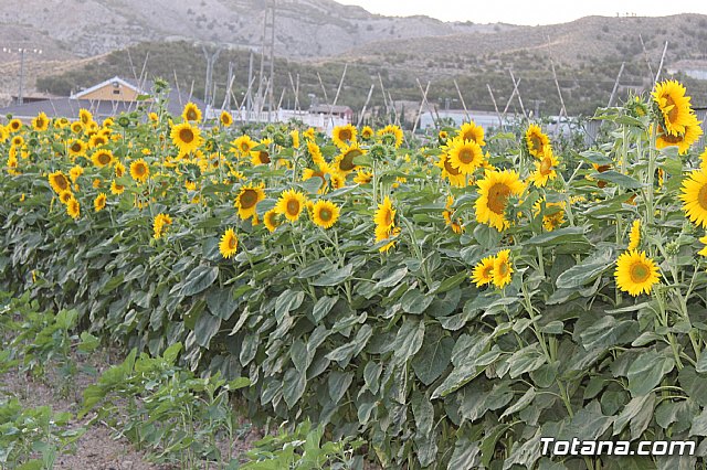 Procesin de Lbor 2013 - 130