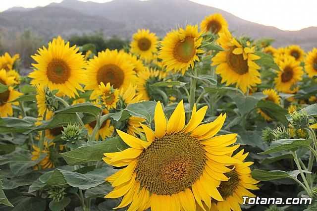 Procesin de Lbor 2013 - 131