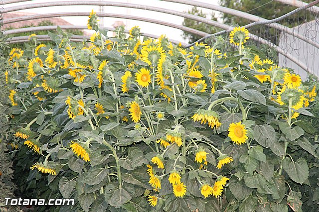 Procesin Fiestas de Lbor 2016 - 8