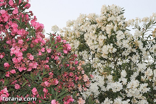 Procesin Fiestas de Lbor 2016 - 12