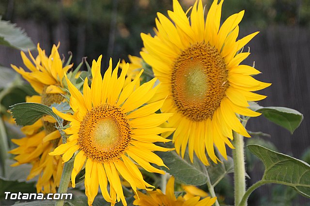 Procesin Fiestas de Lbor 2016 - 91