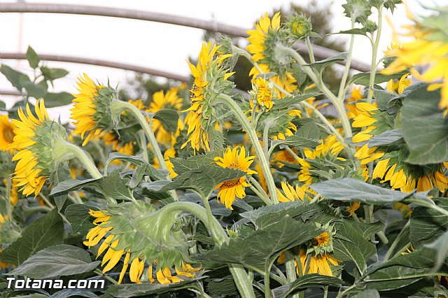 Procesin Fiestas de Lbor 2016 - 92