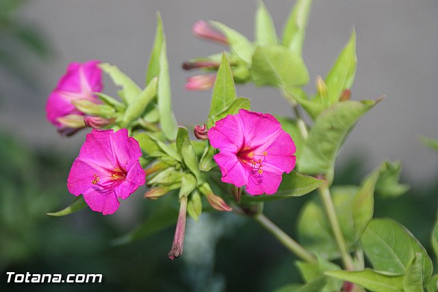 Procesin Fiestas de Lbor 2016 - 168