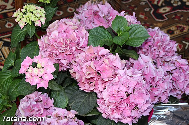 Procesin del Lunes de los Frailes 2016 - 174