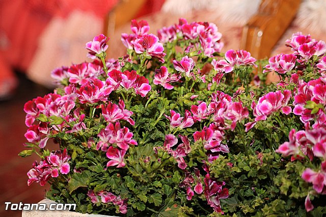 XXXV Festival de Danza Clsica y Espaola 2016 - Estudio de Danza Loles Miralles  - 326