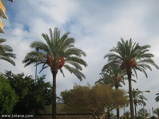 Viaje a Lorca y guilas - Grupo de Mayores de Telefnica - Murcia - 140