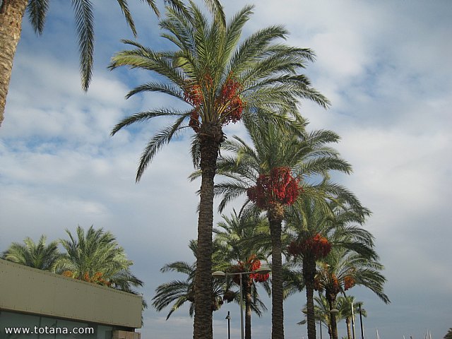 Viaje a Lorca y guilas - Grupo de Mayores de Telefnica - Murcia - 141
