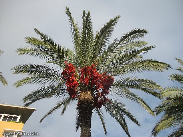Viaje a Lorca y guilas - Grupo de Mayores de Telefnica - Murcia - 142