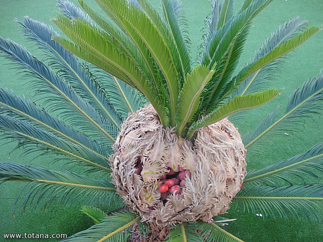Viaje a Lorca y guilas - Grupo de Mayores de Telefnica - Murcia - 176
