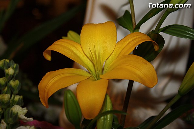 Virgen de Lourdes 2012 - 32