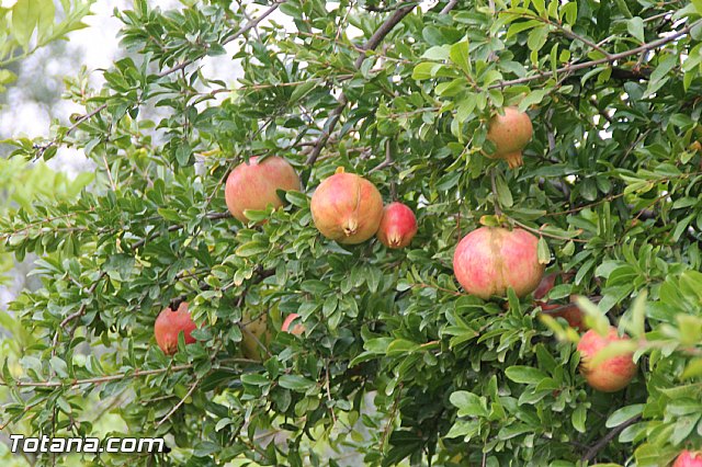 XI Marcha Solidaria Senderista  - 88