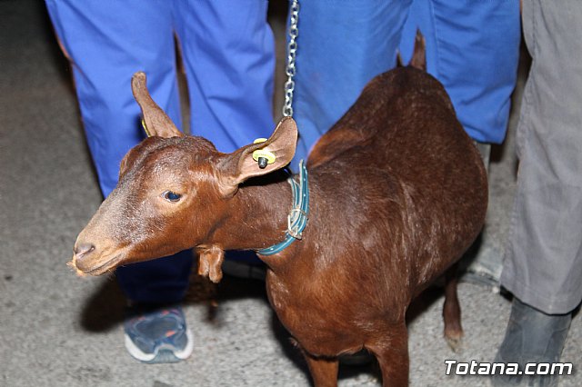 Mscaras Martes de Carnaval - Carnavales de Totana 2017 - 312