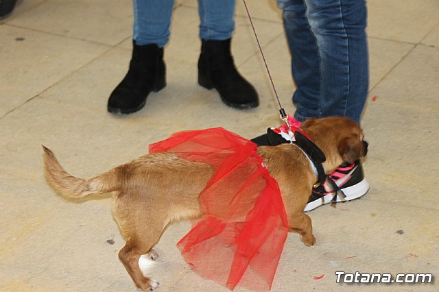 II Concurso de Disfraces para Mascotas - Carnaval 2018 - 20