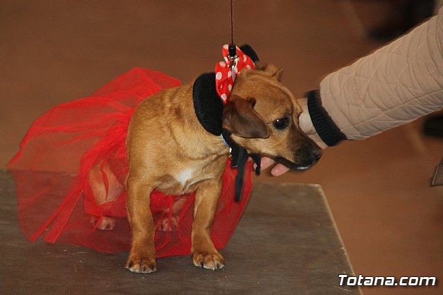 II Concurso de Disfraces para Mascotas - Carnaval 2018 - 74