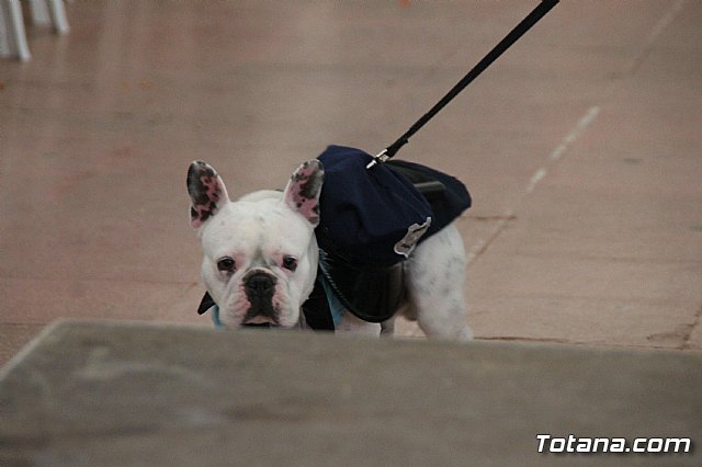 II Concurso de Disfraces para Mascotas - Carnaval 2018 - 79