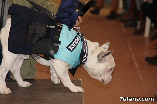 II Concurso de Disfraces para Mascotas - Carnaval 2018 - 82