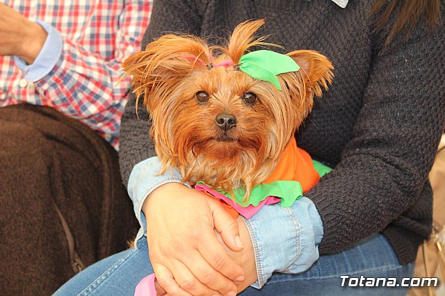 4 Concurso de Disfraces para Mascotas - Carnaval de Totana 2020 - 8