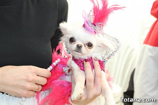 4 Concurso de Disfraces para Mascotas - Carnaval de Totana 2020 - 27