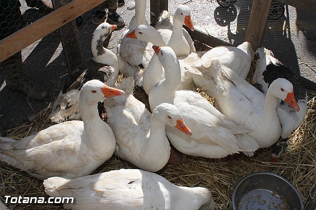 Mercadillo Medieval Totana 2012 - 5