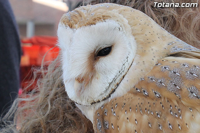 Mercadillo Medieval Totana 2012 - 145
