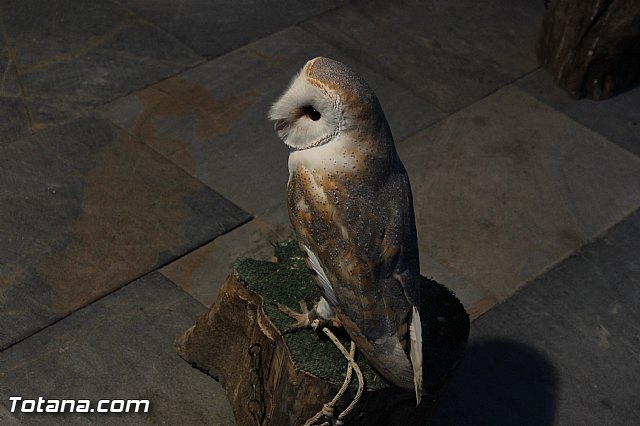 Mercadillo Medieval - Totana 2013 - 59