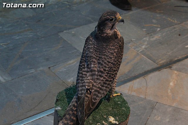 Mercadillo Medieval - Totana 2013 - 60