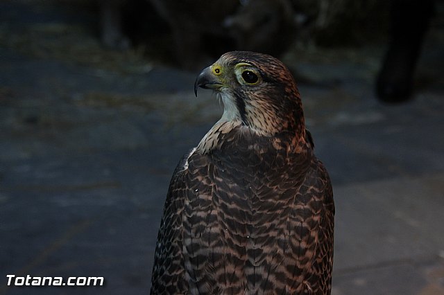 Mercadillo Medieval - Totana 2013 - 76