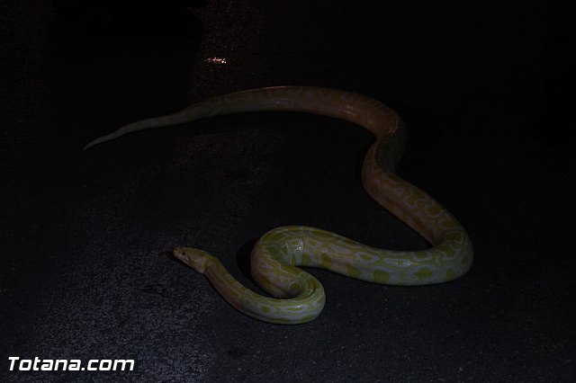 Mercadillo Medieval - Totana 2013 - 161