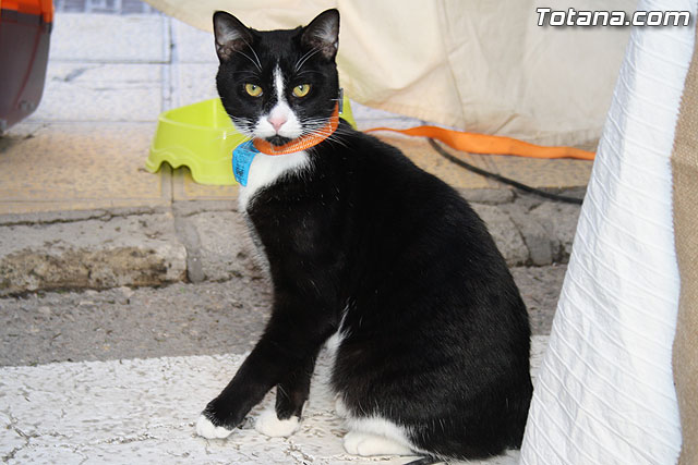 Mercadillo Medieval - Fiestas de Santa Eulalia - Totana 2011 - 96