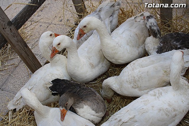 Mercadillo Medieval - Fiestas de Santa Eulalia - Totana 2011 - 222