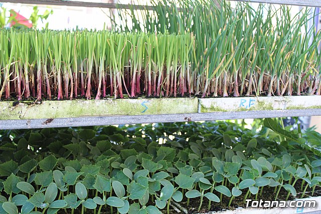 Se retoma el Mercadillo Semanal - 13