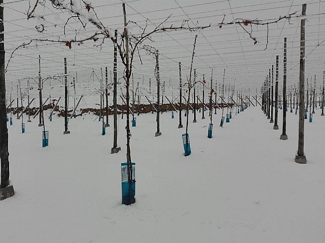 Nevada en Totana - 18 de enero de 2017 - 275