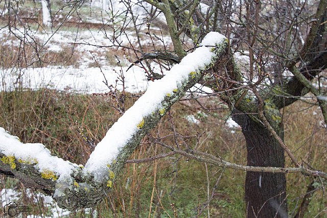 Nevada en Totana - 18 de enero de 2017 - 423