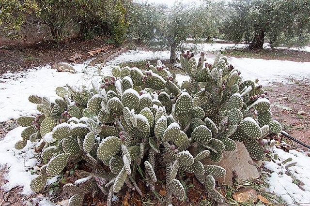 Nevada en Totana - 18 de enero de 2017 - 443