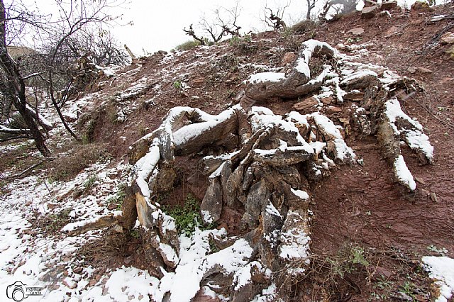 Nevada en Totana - 18 de enero de 2017 - 450