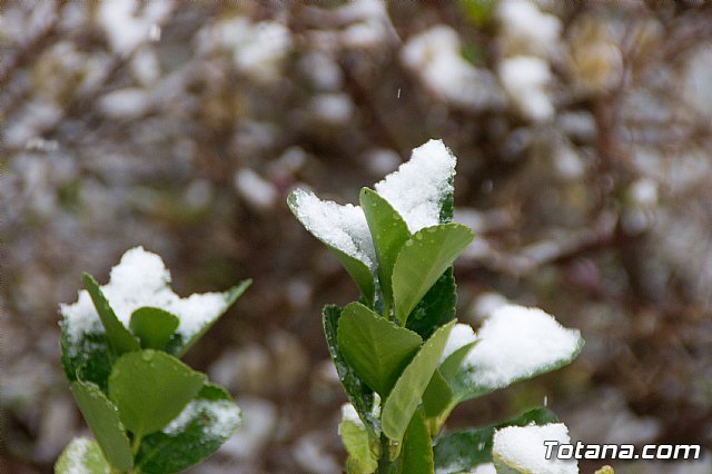 Nevada en Totana - 18 de enero de 2017 - 62