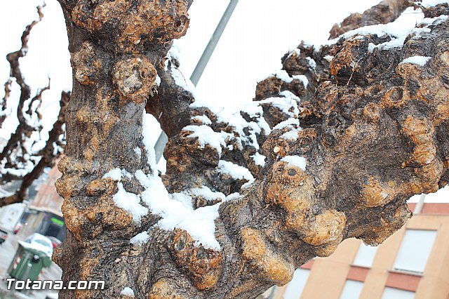 Nevada en Totana - 18 de enero de 2017 - 180