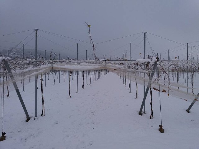 Nevada en Totana - 18 de enero de 2017 - 285