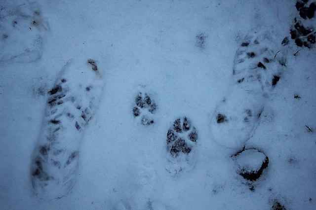 Nevada en Totana - 18 de enero de 2017 - 288