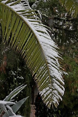 Nevada en Totana - 18 de enero de 2017 - 291