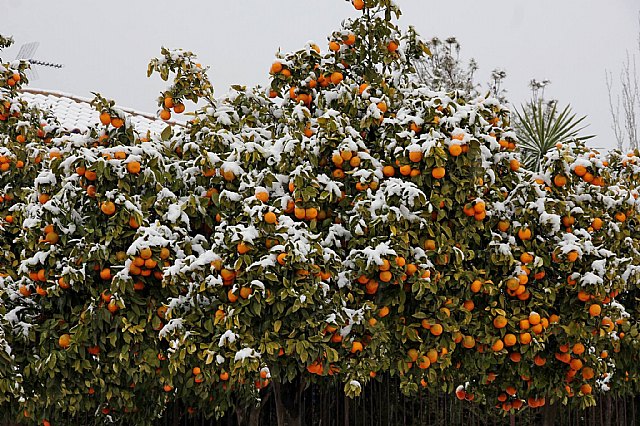 Nevada en Totana - 18 de enero de 2017 - 293