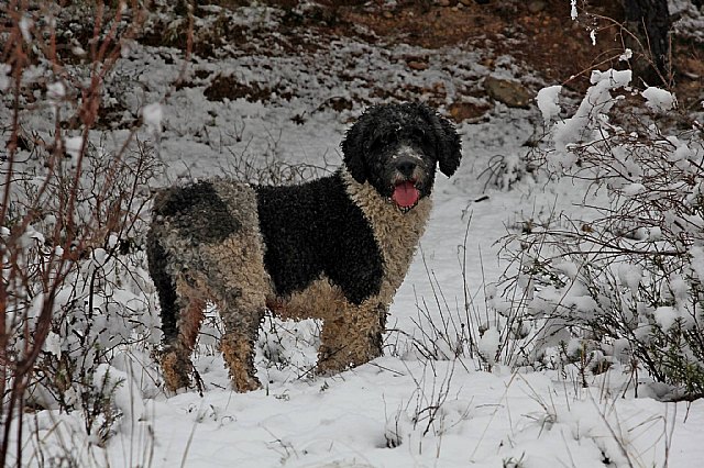 Nevada en Totana - 18 de enero de 2017 - 310